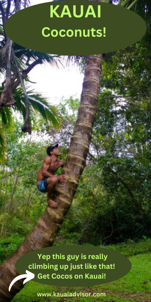 Man shimmying up coco tree 