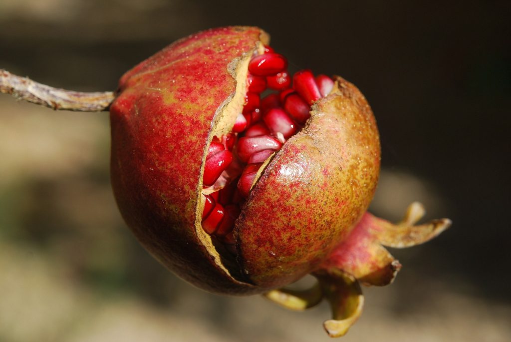 Pomegranite fruit 