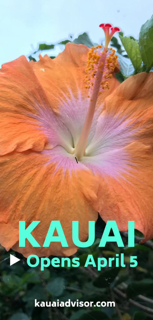 Salmon Hibiscus Kauai 